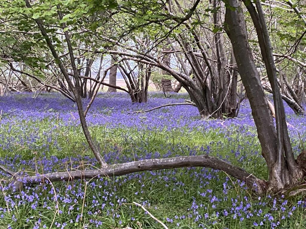 Surrounding Woodland