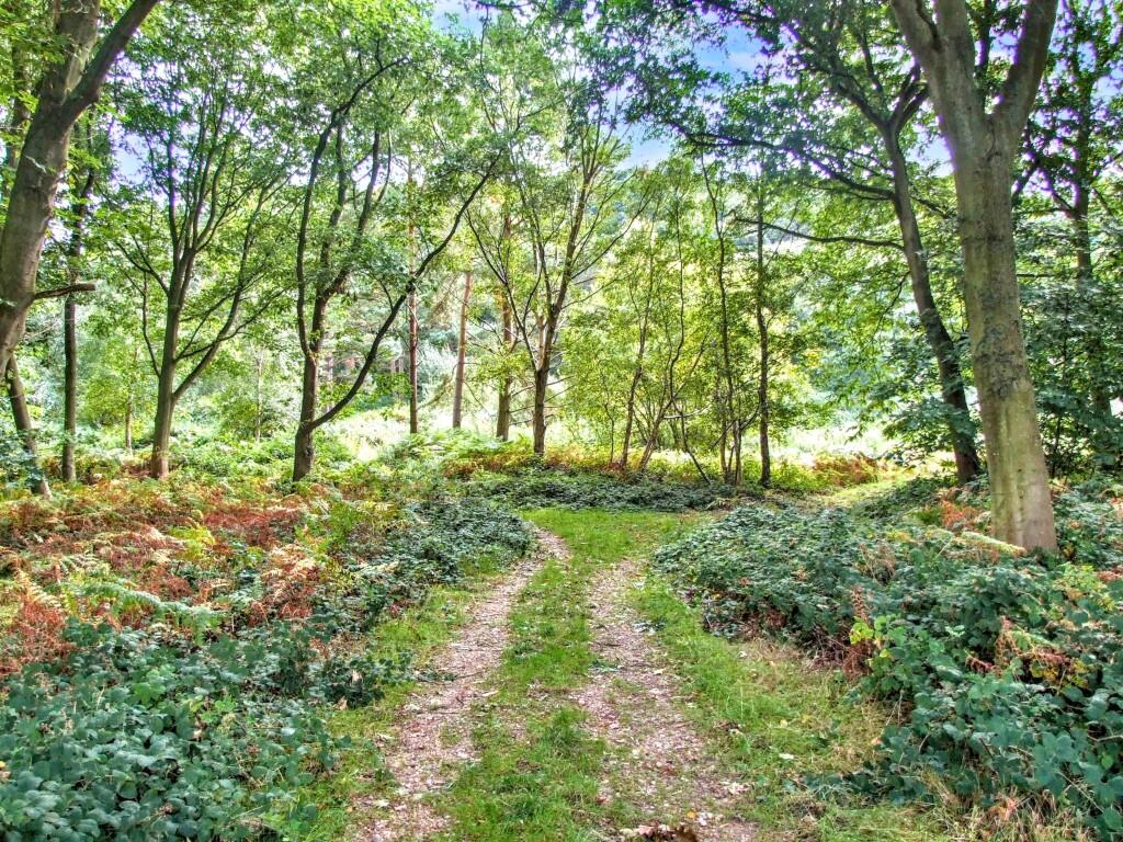 Forest Glade