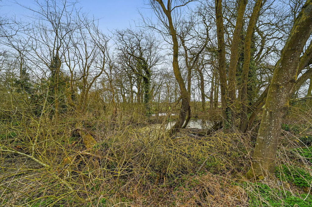 PT-DB(WP)-OakTree...