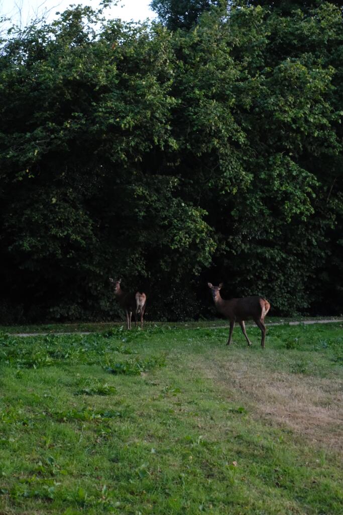 Deer - EweMove Cannock
