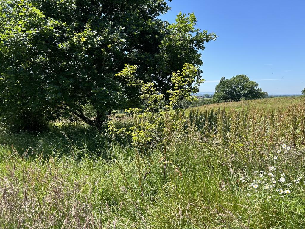 IMG_2745.jpeg