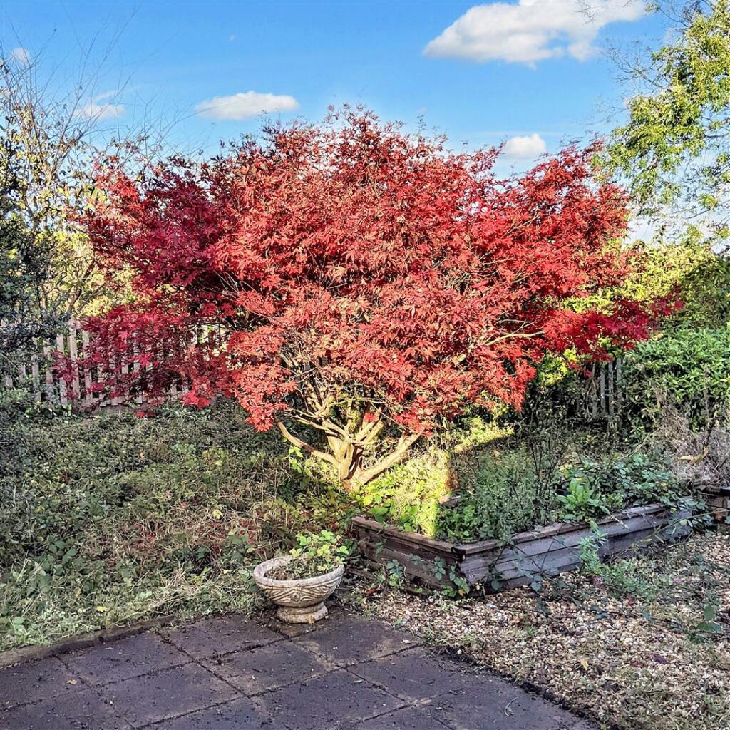 Garden view in summer
