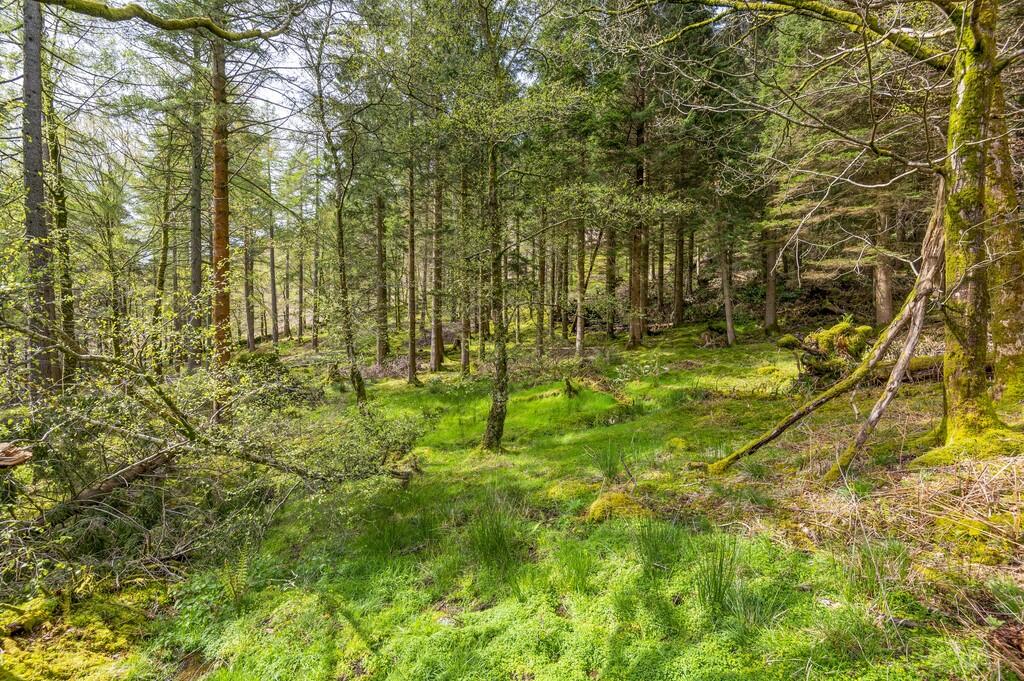 Woodland