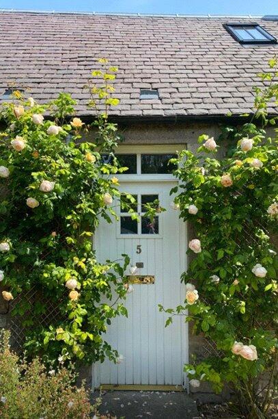 Summer Roses