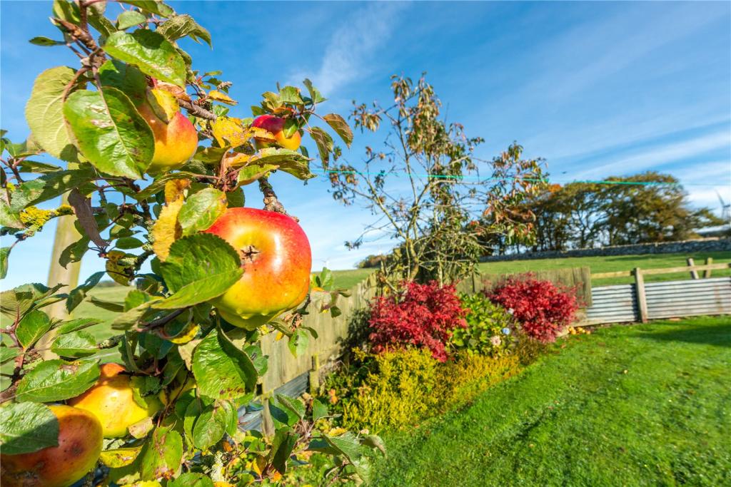 Apple Tree