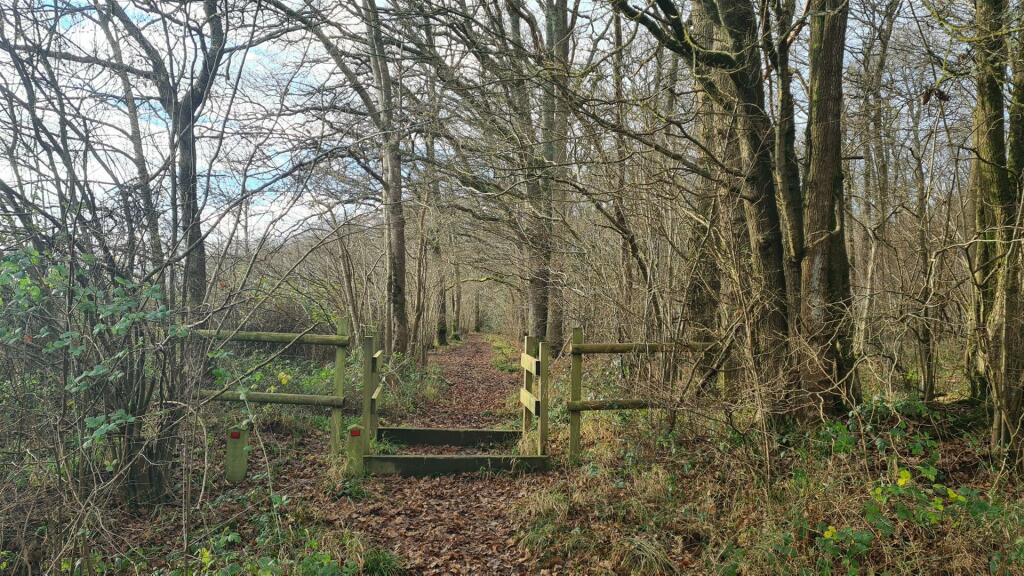 Woodland at High Loxley
