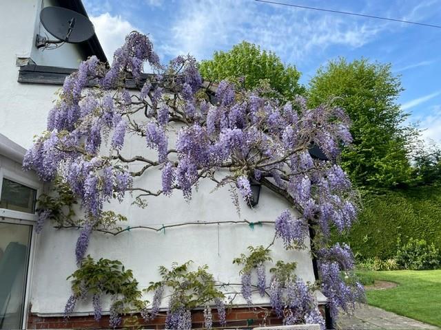Wisteria 2.jpg