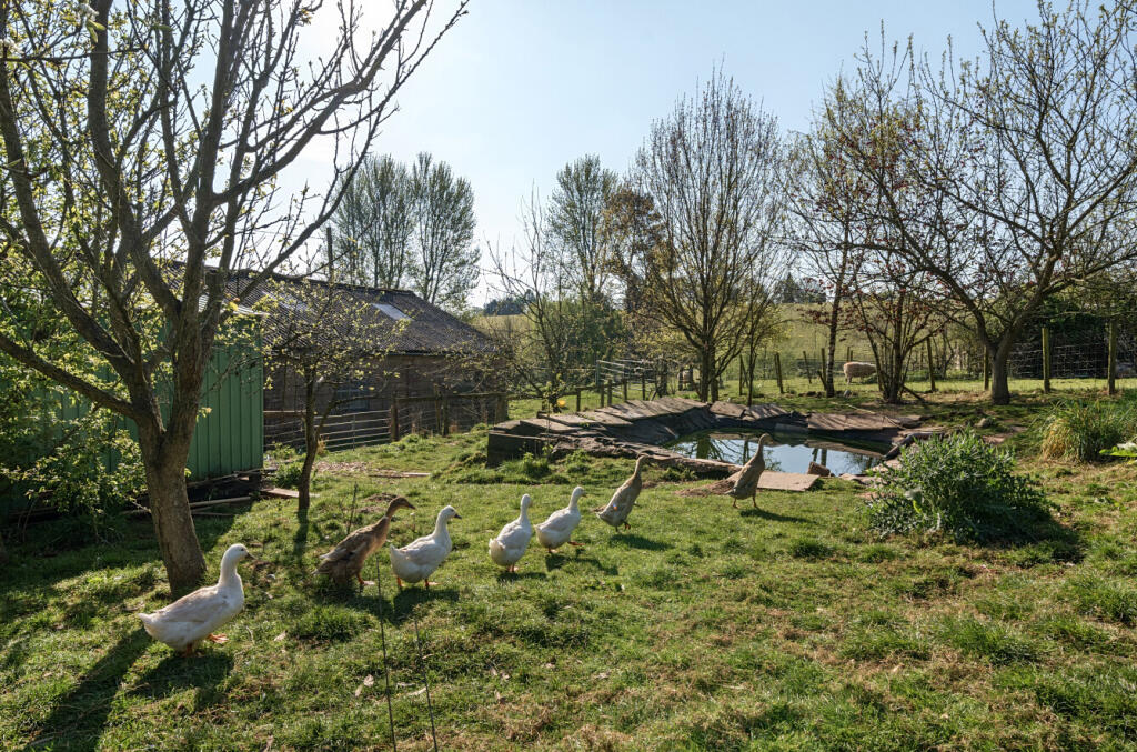 Pond Area