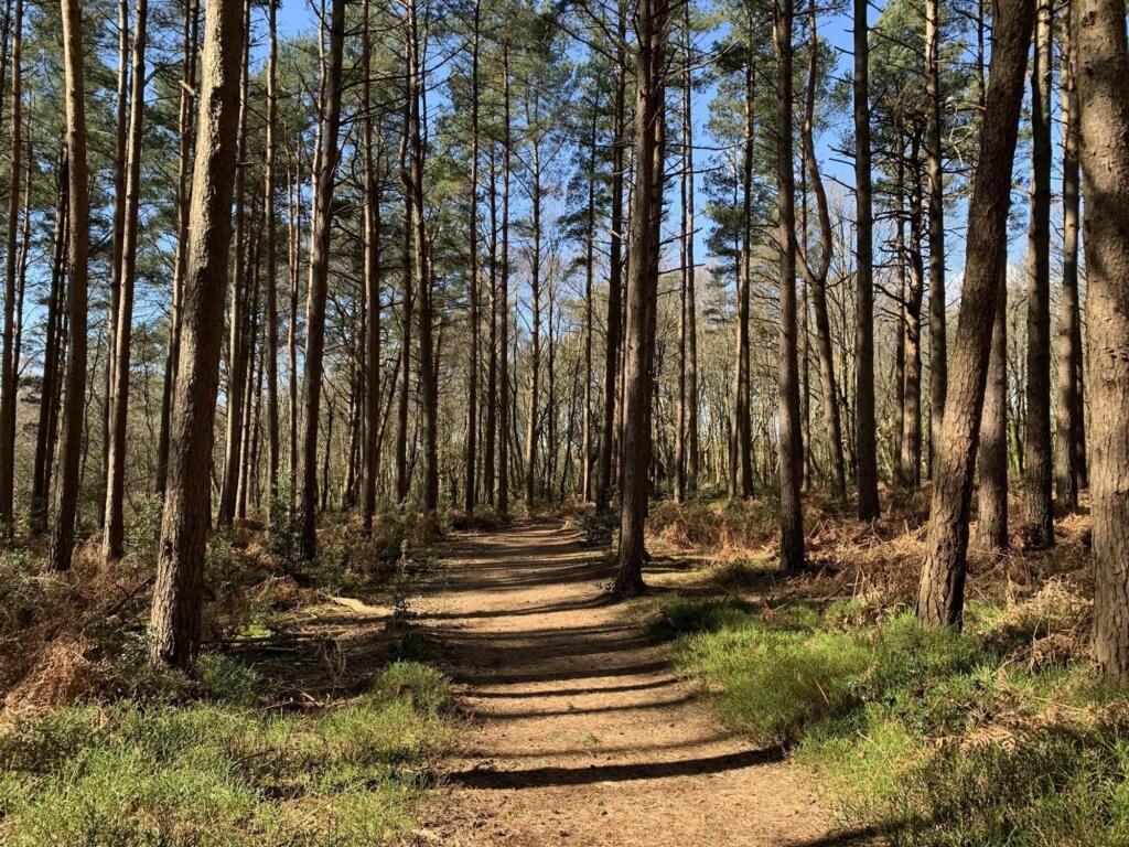 Woodland Walks
