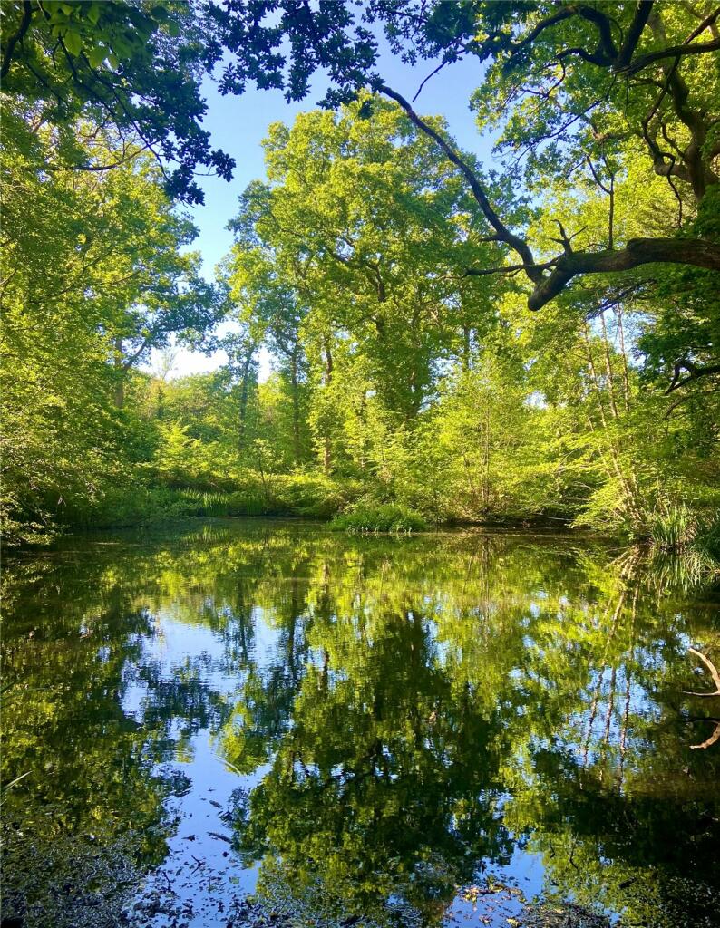 Pond