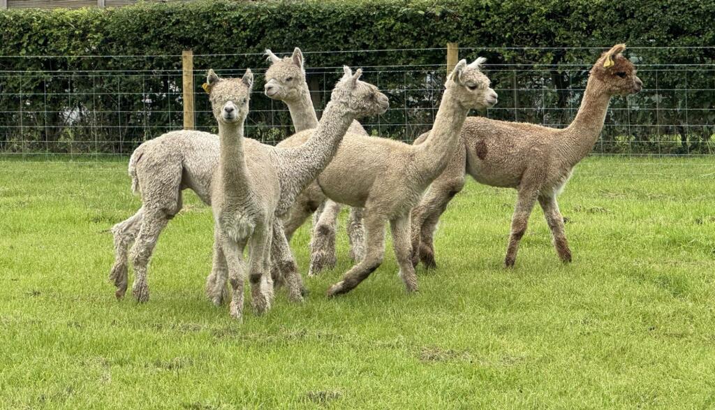 Alpacas