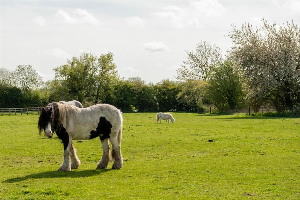 The Locals!
