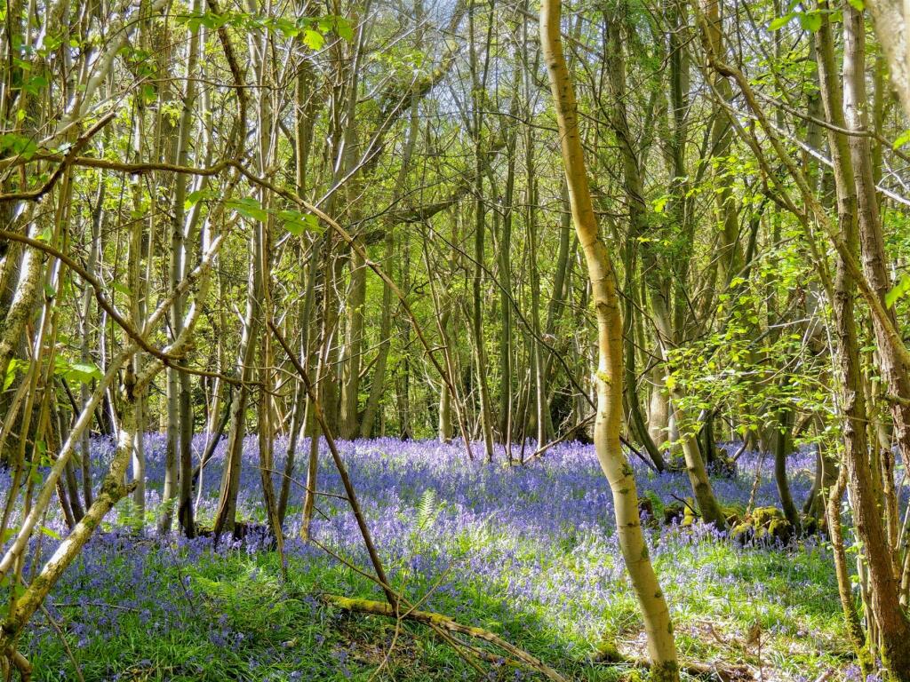 Bluebells