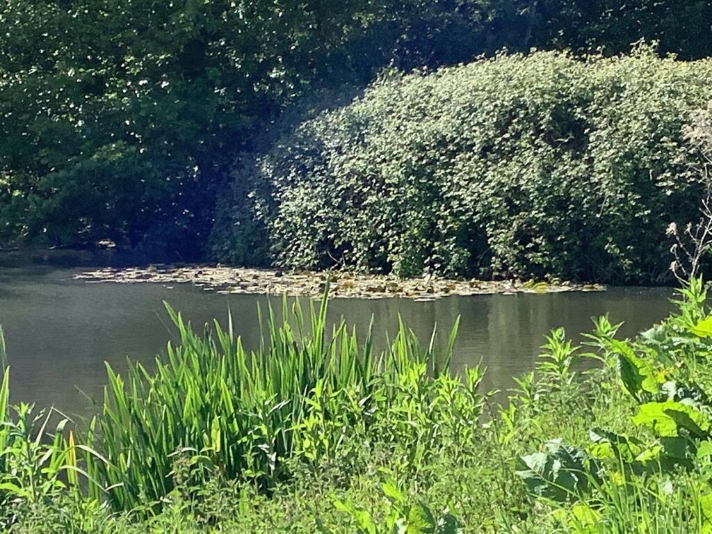 pond.jpg