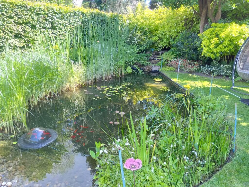 Garden in full bl...