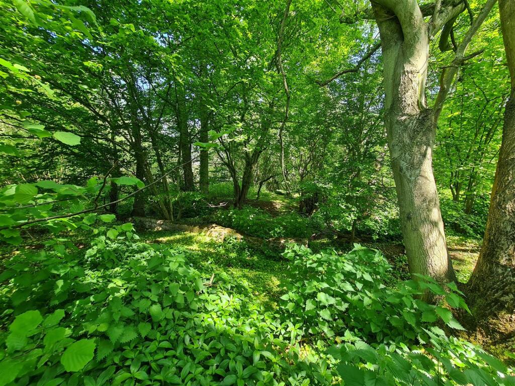 Wooded glade.jpg