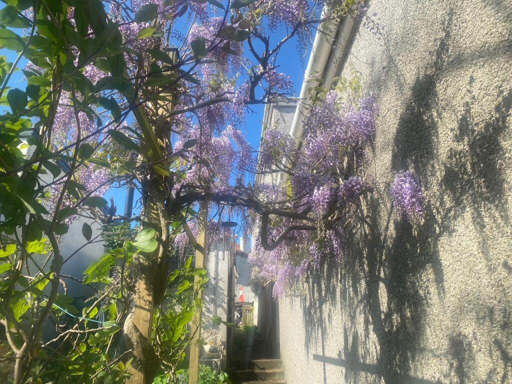 v garden 3.jpg