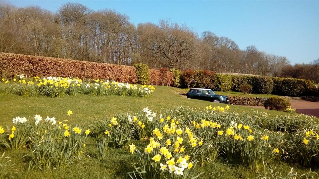 Daffodils