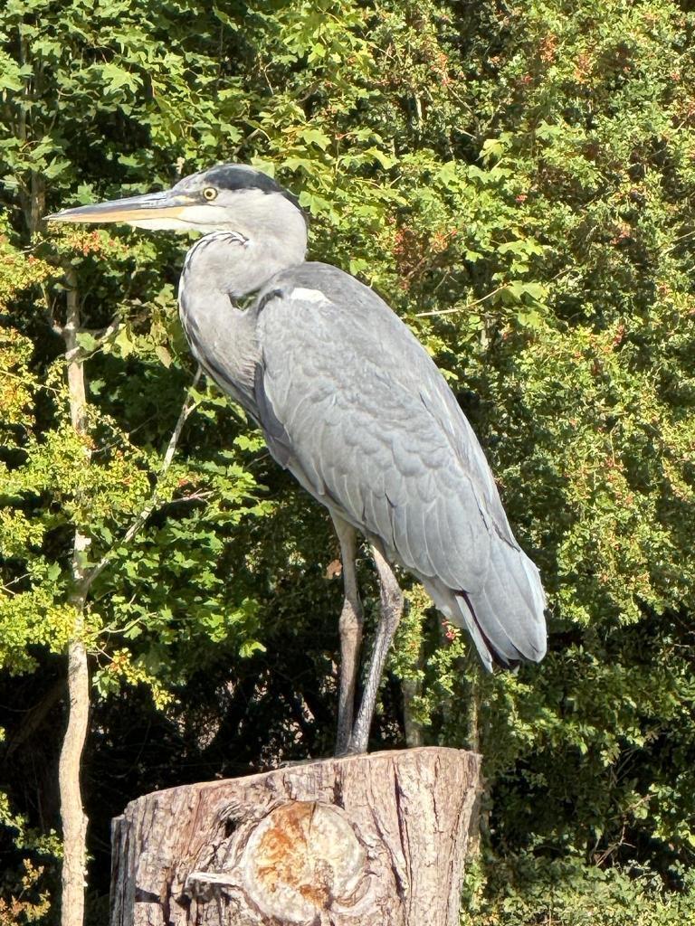 Amazing wildlife brings nature to you