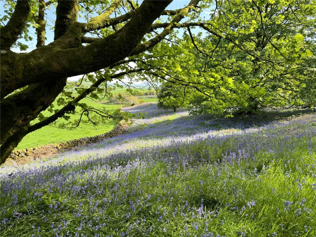 Woodland Bluebells
