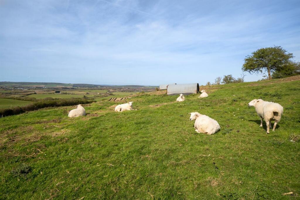 Grazing Land.jpeg