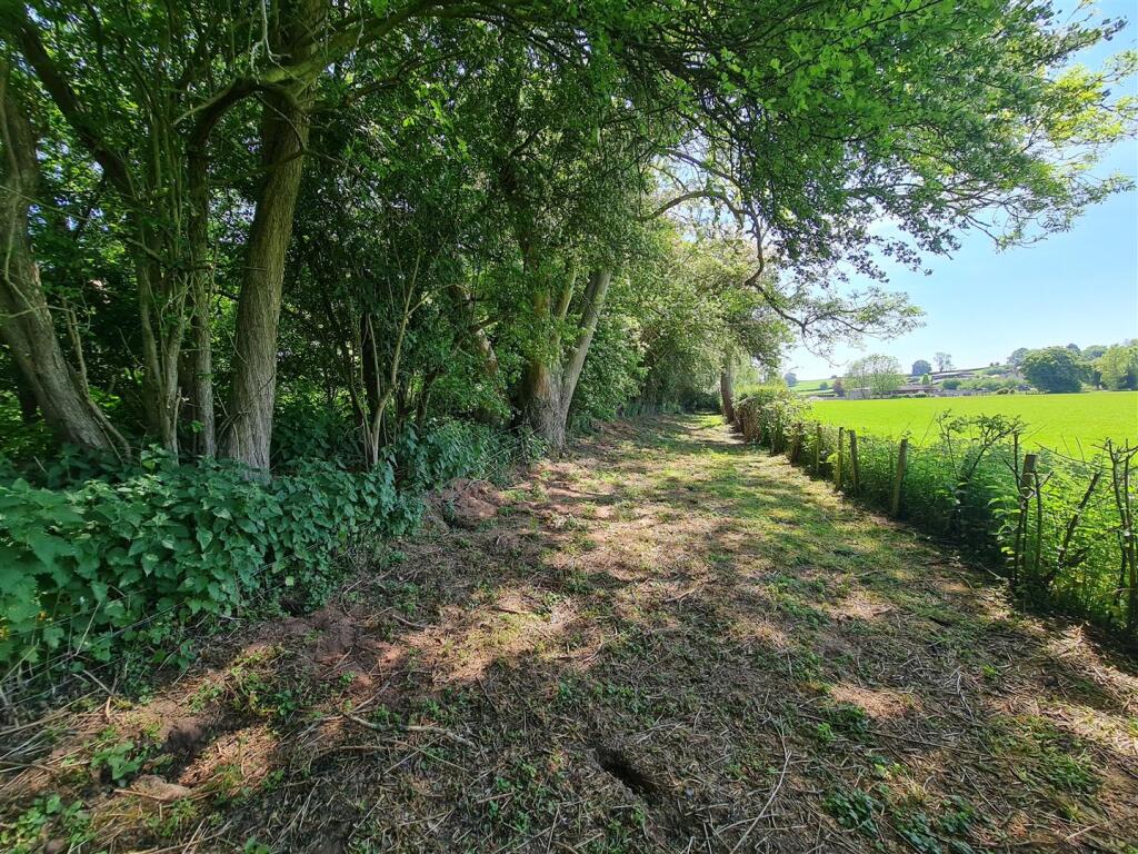 Woodland walk.jpg