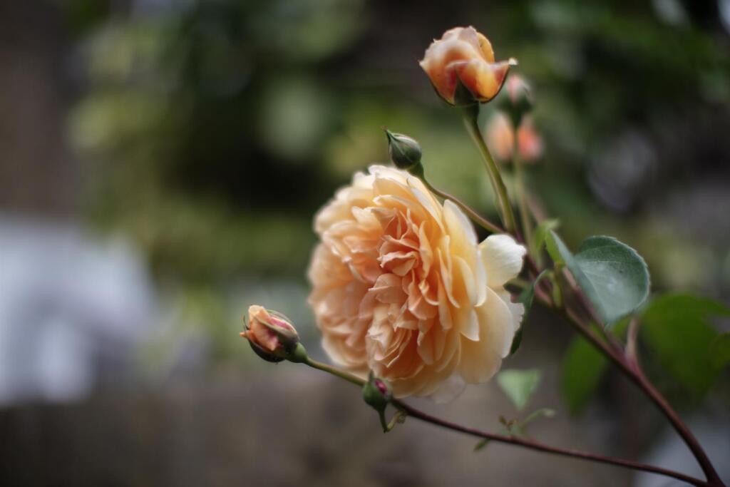 3Y6A7445.jpg