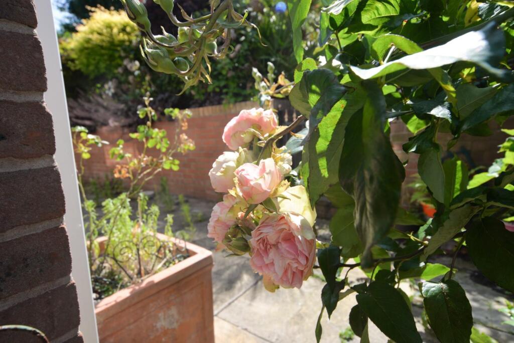 Roses.jpg