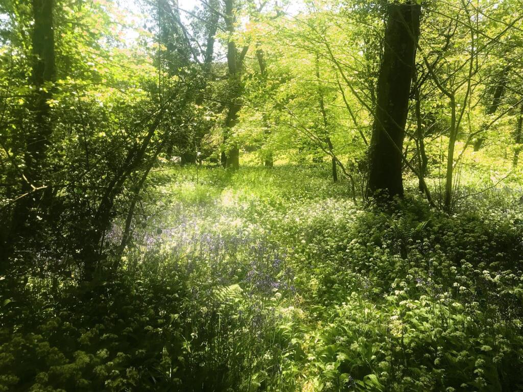 Best Bluebells - Copy.jpg