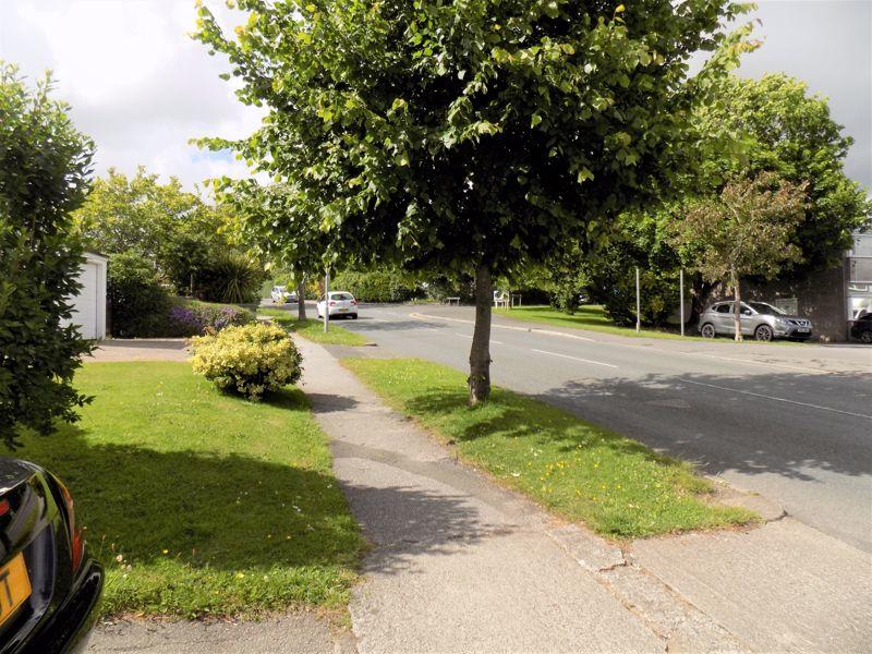 Tree Lined Road