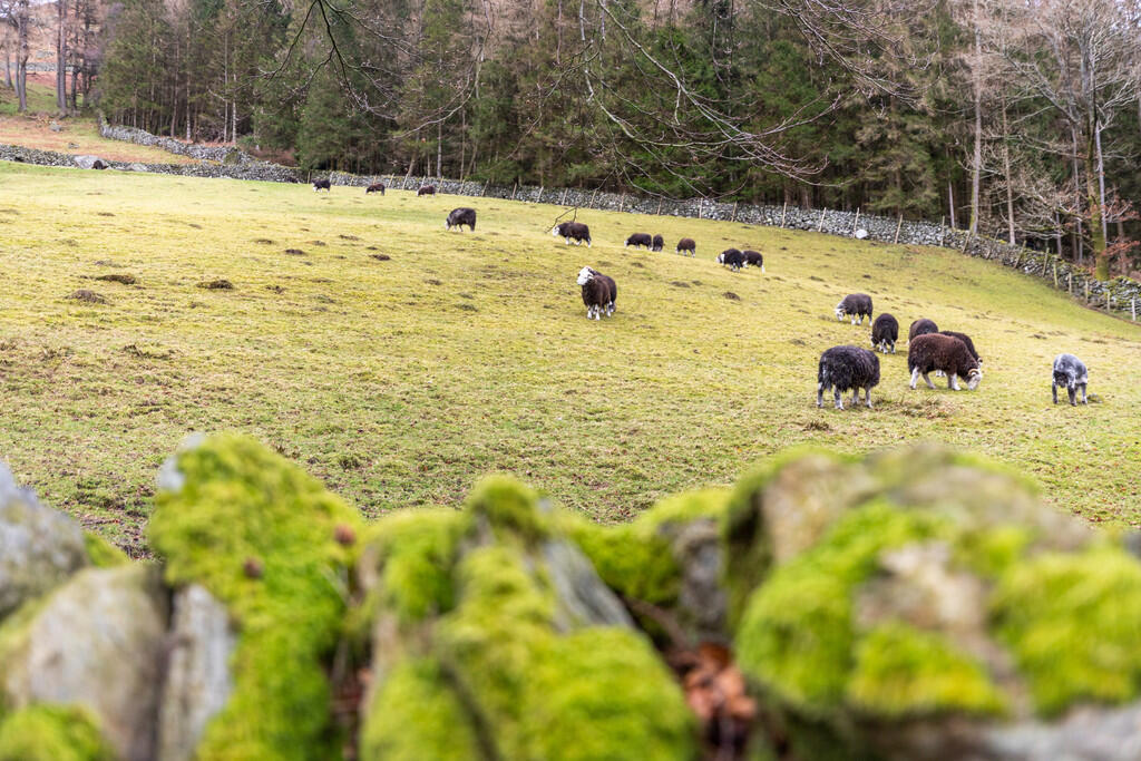 Open Countryside