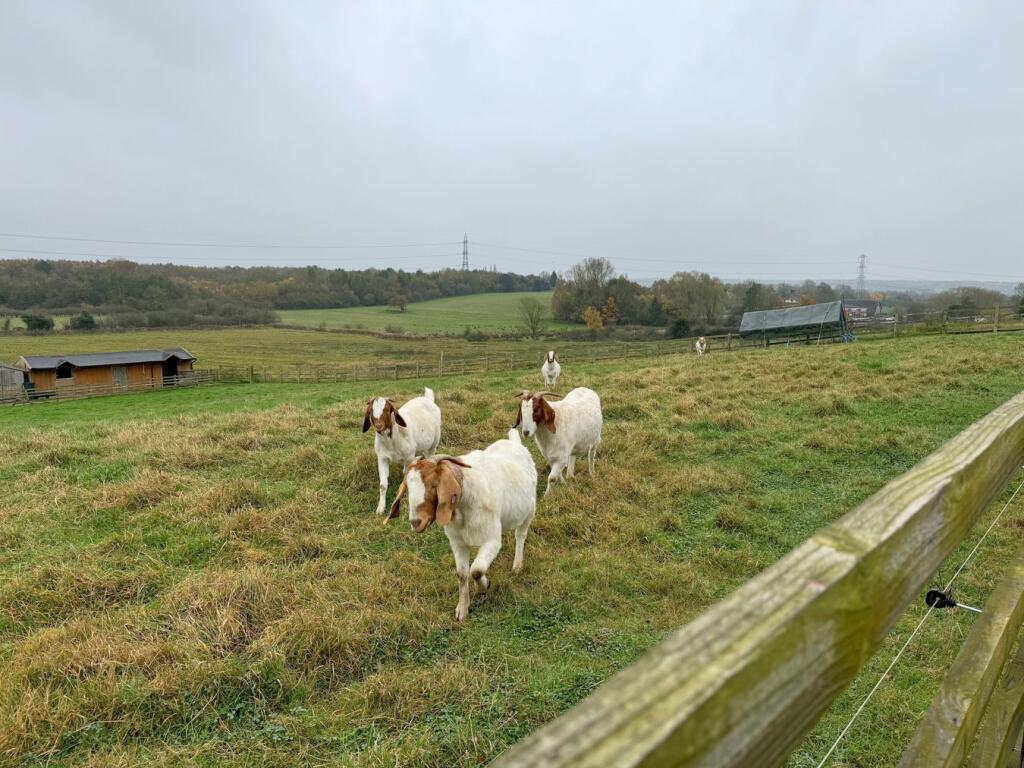 Fields To The Rear