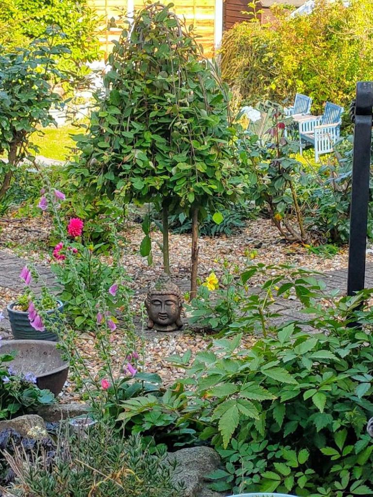 ThornAve12gdn9.jpg