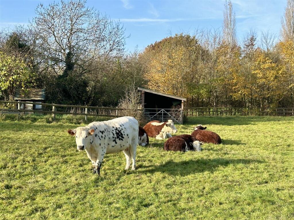 cows (behind garden)