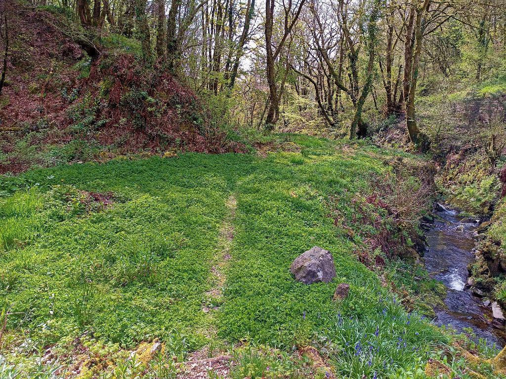 River and Woods
