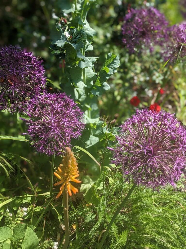 Alliums.jpg