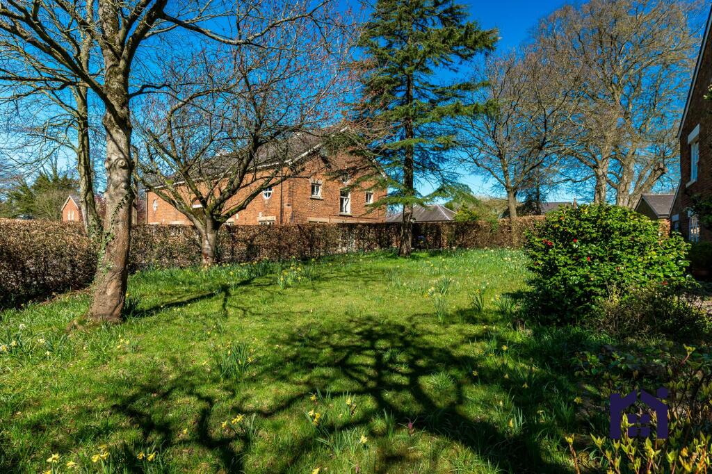 Daffodil lawn
