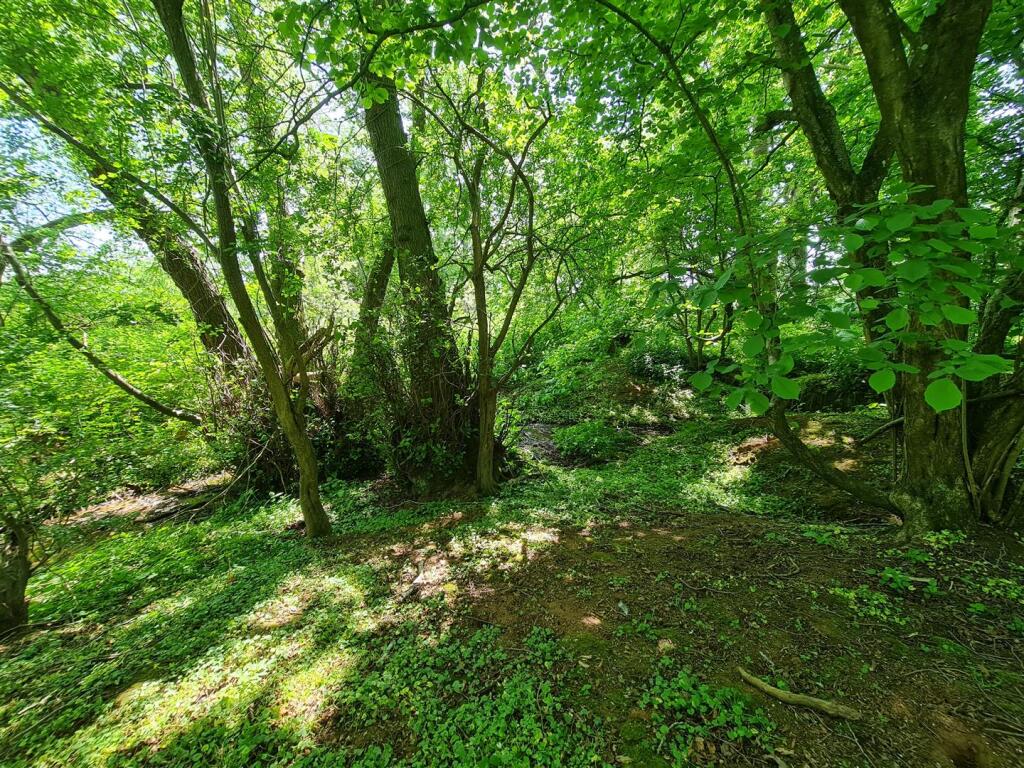 Wooded glade 2.jpg