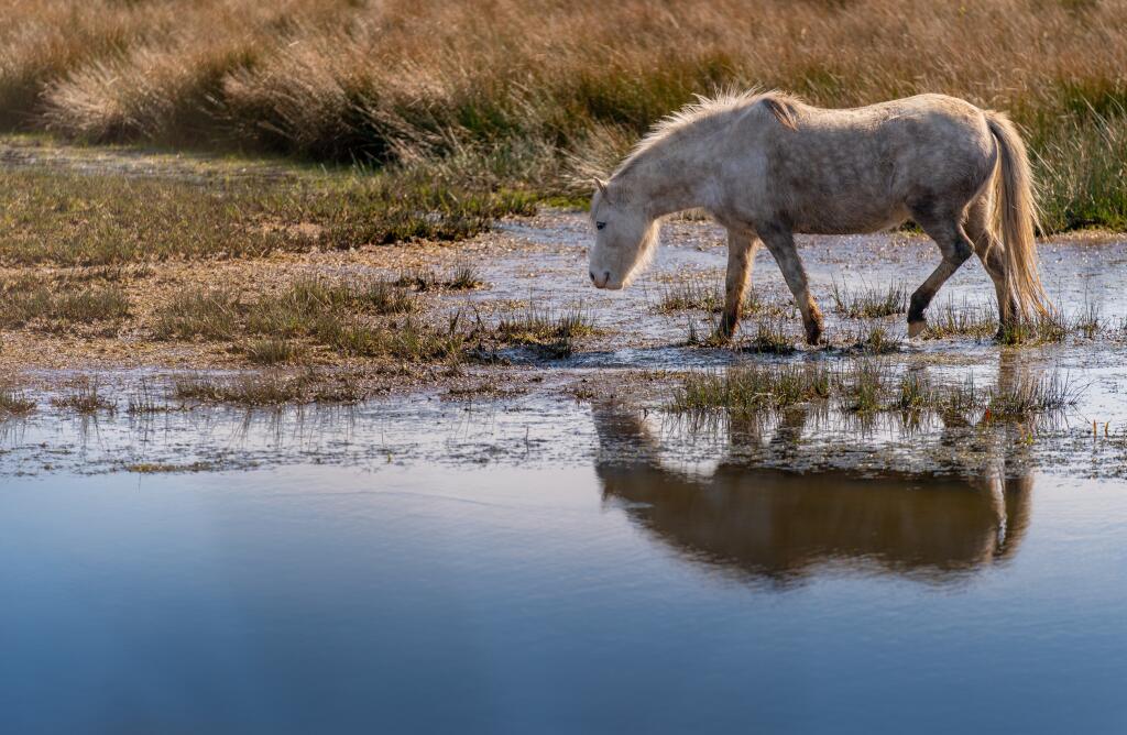 Llanelli Wetland Centre in Llanelli