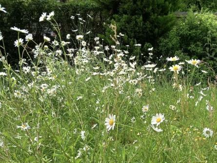 Garden 1.jpeg
