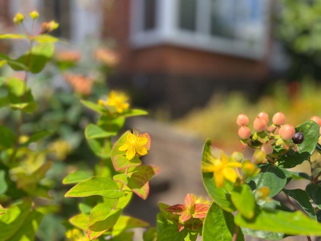 front garden plant