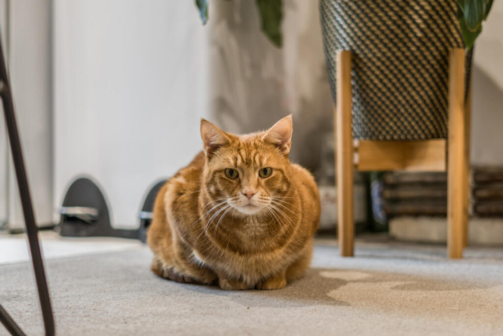 1346683-6-68c1444...