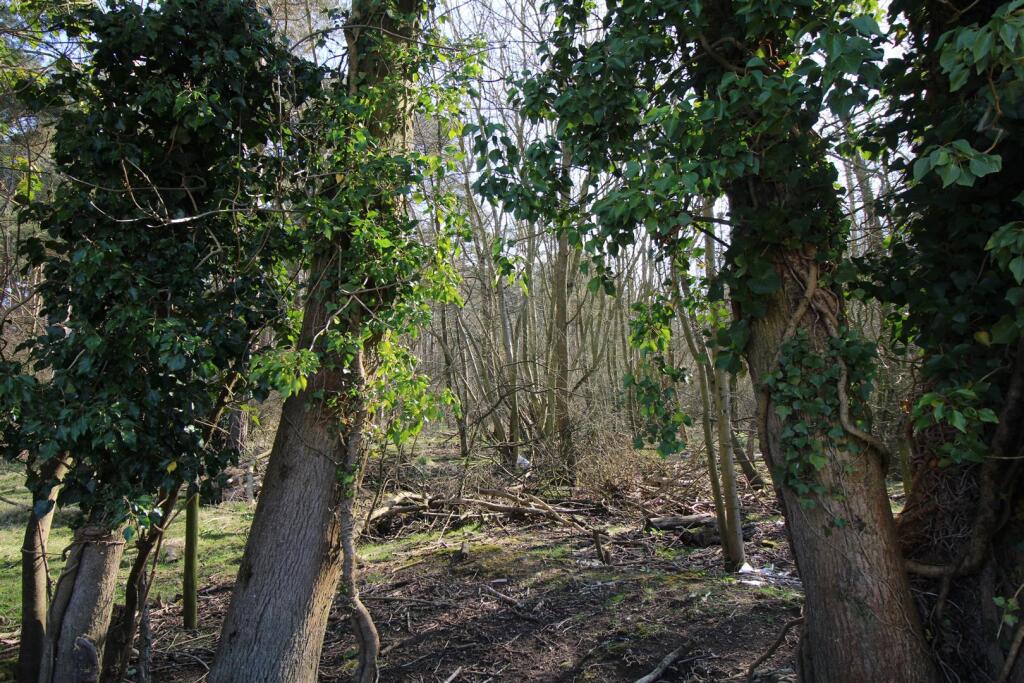 Serene woodland area