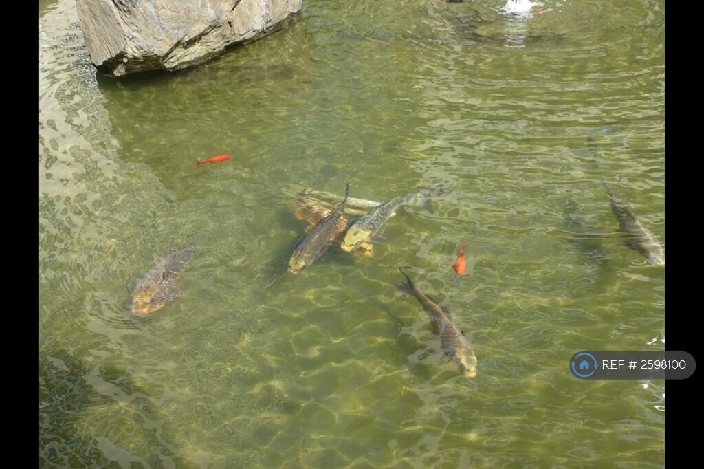 Koi Fish Pond