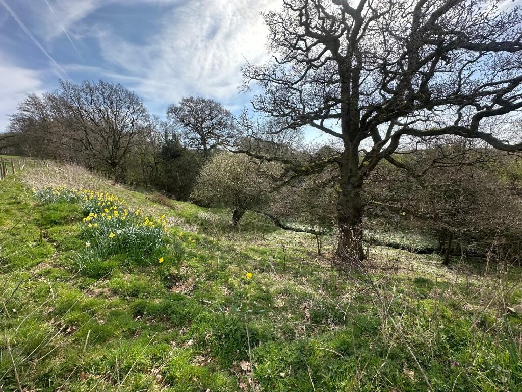 Lot 2 - Copse
