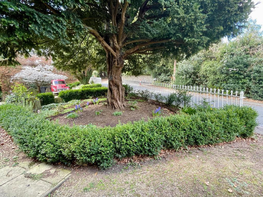 Little garden with yew tree