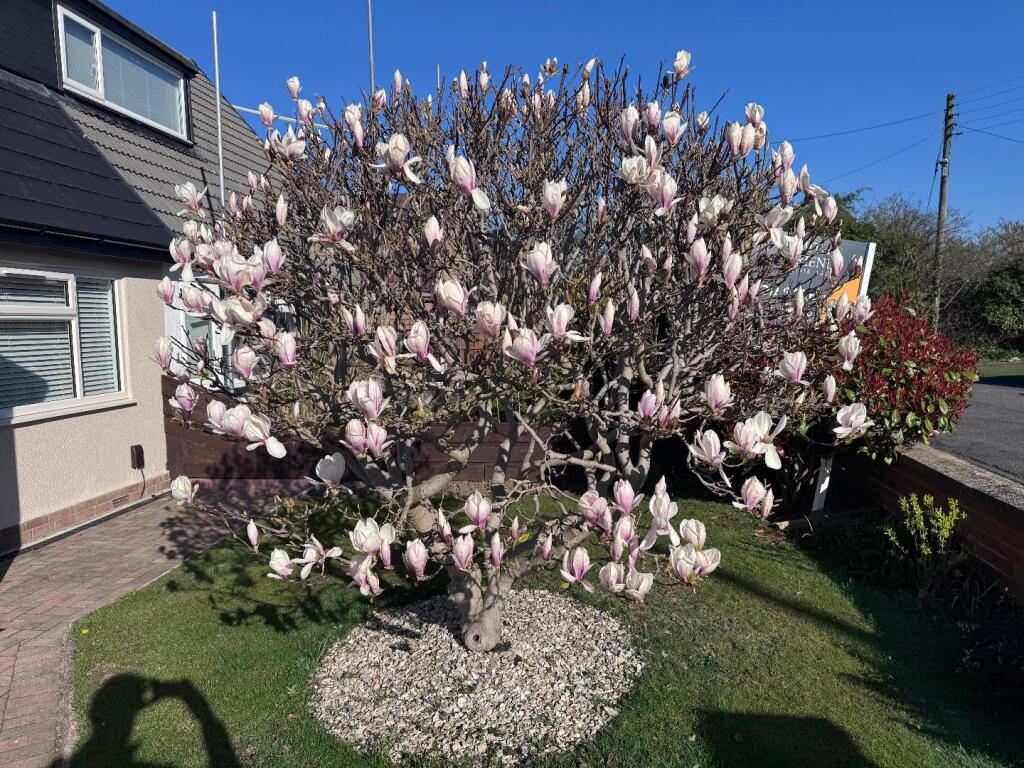 Magnolia Tree Front Garden