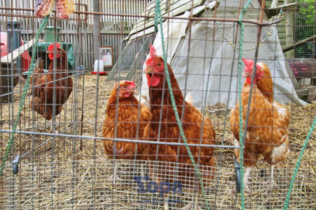 Community Chickens!