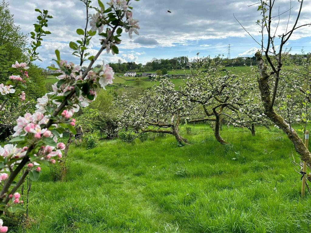Greenmount Orchard
