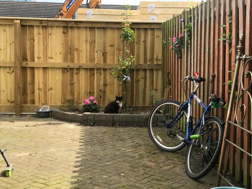 Back Garden